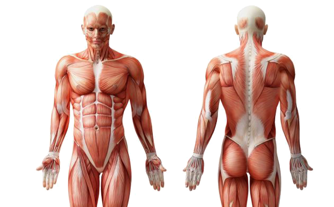 krav-maga-punti-non-allenabili-difesa-personale-anatomia-ok-lecco